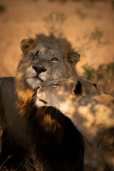 Lion and Lioness showing affection  © Quentin
