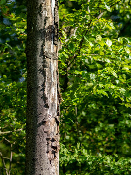 Abgestorbene B&auml;ume im Wald