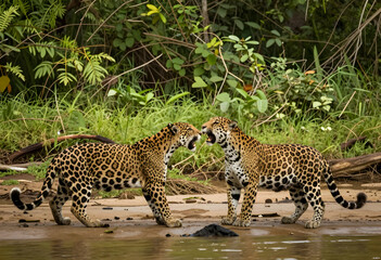 Obraz premium Wildlife conservation and biodiversity, two jaguars interacting on a riverbank in the rainforest, predator behavior and animal communication in nature
