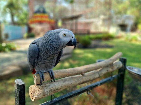 This beautiful African Grey Parrot, whose scientific name is Psittacus erithacus, has soft-looking gray feathers. It is perched on a branch at a zoo on a sunny day.