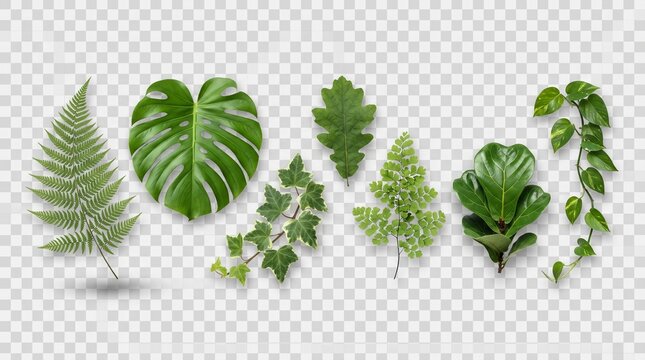 Green tropical leaves