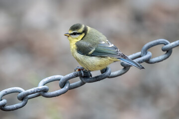 Baby Blue tit on a chain © Digital Nature 