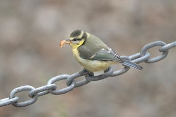 Baby Blue tit on a chain eating a nut © Digital Nature 