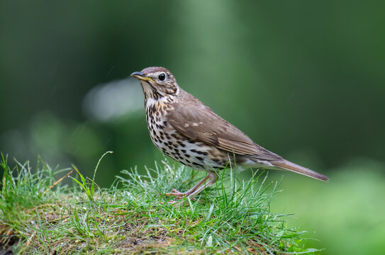 Thrush on a mound of grass