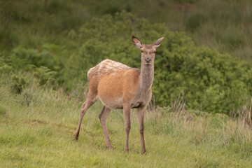 Naklejka premium Red deer hind in a field
