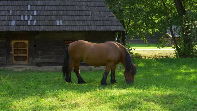 Brown horse grazing on grass beside an old traditional wooden house in a shaded rural setting in Romania