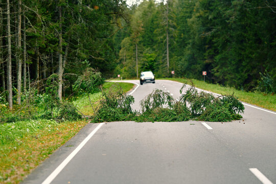 Fallen tree blocking traffic on paved rural highway. Forest road partially blocked by large green evergreen tree with car approaching in the distance. Driving danger and requiring emergency clearing