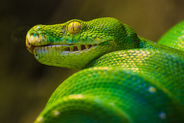 Fototapeta premium Green tree python (Morelia Viridis)