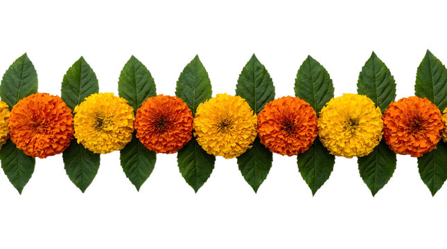 Decorative border of marigold flowers and green leaves isolated on transparent background