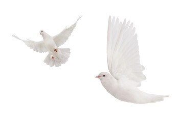 Fototapeta premium Two white doves flying in different angles isolated on white background