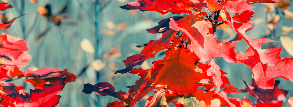 Oak branch with orange leaves in the forest in autumn. Nature background