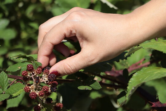 Close-up of Blackberry (Rubus fruticosus agg.) fruit