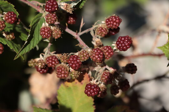 Close-up of Blackberry (Rubus fruticosus agg.) fruit