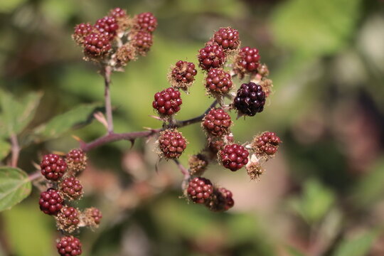 Close-up of Blackberry (Rubus fruticosus agg.) fruit