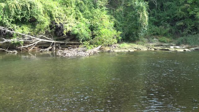 River in the forest flowing on a sunny summer day