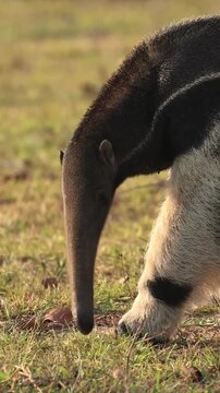 Giant Anteater Foraging in Natural Habitat