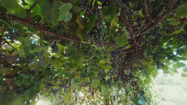 alcove, gazebo in the yard, a gazebo entwined with grapes