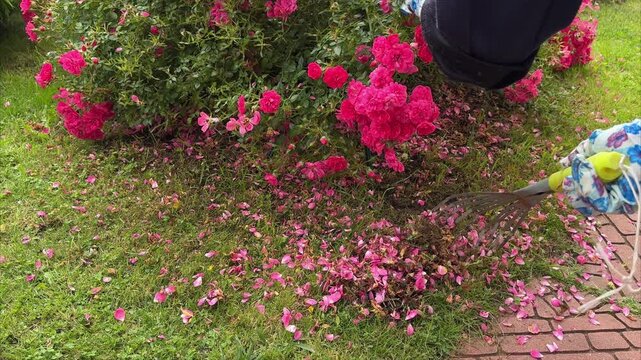 Gardener raking fallen petals under blooming rose bush