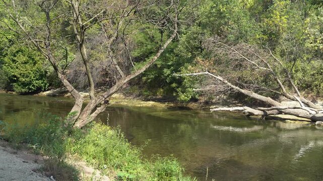River in the forest flowing on a sunny summer day