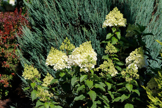 beautiful hydrangea in the garden
