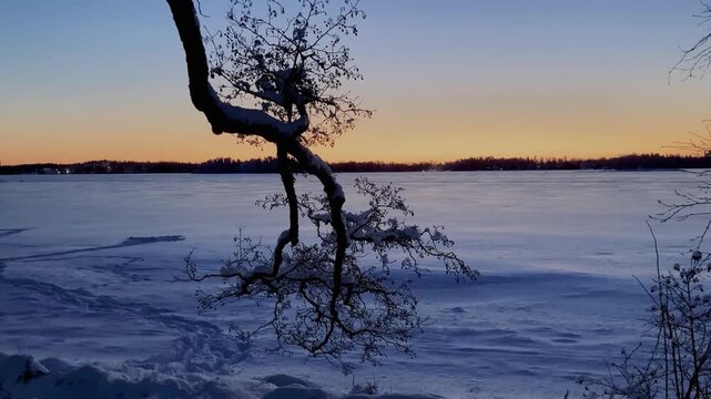 Snow Covered Tree on the Shore of the Frozen Baltic Sea