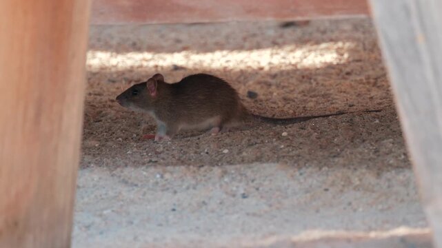 Brown rat standing cautiously on sandy ground under wooden structure in daylight.