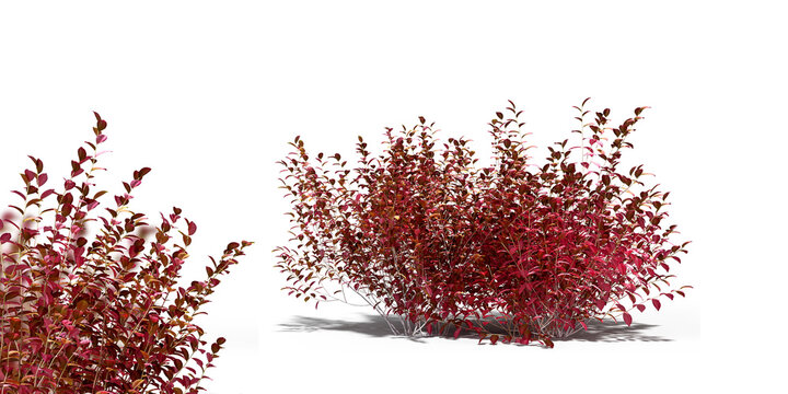 Red foliage bush shrub set with closeup isolated on transparent background