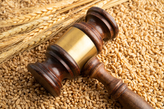 Judge gavel hammer with wheat ear grain from agriculture farm.