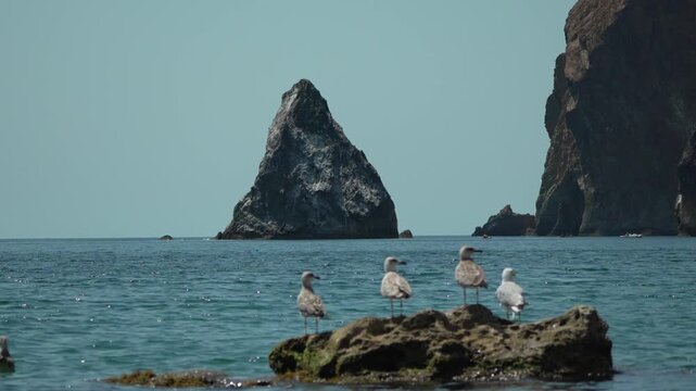 Seagulls sea rock clear blue ocean with large rocky islands and cliffs in background on a bright sunny day