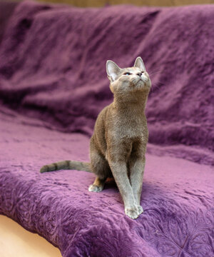 A cute Russian Blue cat sitting on a purple textured sofa and looking up