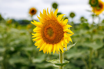 Fototapeta premium Bright sunflower blooming in a field under a cloudy sky, agriculture and farming concept