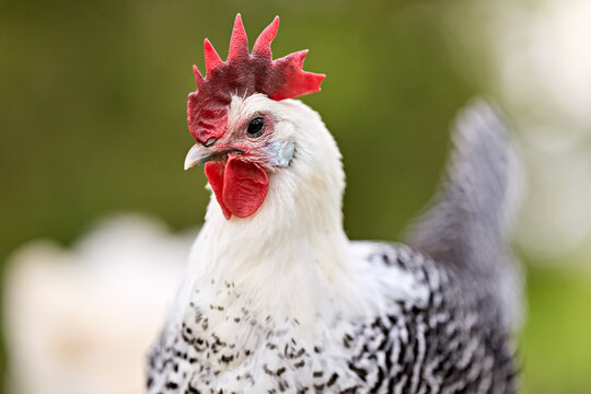 Close-up of a white and black speckled braekel chicken with a vibrant red comb and wattle, set against a soft, blurred green background, highlighting its unique plumage.