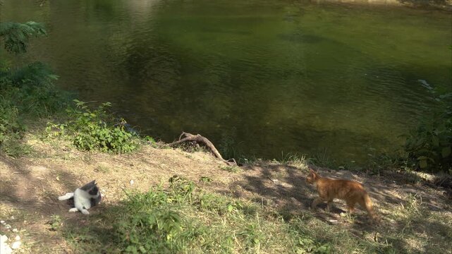 Two cats playing by the river outdoors