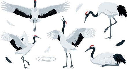Naklejka premium Japanese Red Crowned Crane Vector Illustration Set with Elegant Flying Standing and Dancing Birds for Traditional Asian Oriental Fine Art and Minimalist Wildlife Background Designs