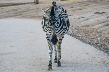 Plains zebra (Equus quagga) © Alberto Giron 