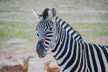 Plains zebra (Equus quagga) © Alberto Giron 