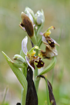 Close-up of the flowers of Ophrys apifera (bee orchid)