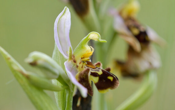 Close-up of the flowers of Ophrys apifera (bee orchid)
