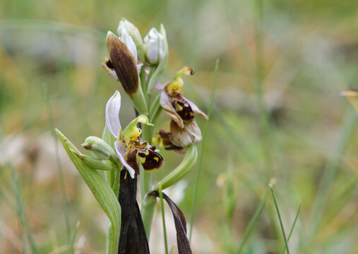 Close-up of the flowers of Ophrys apifera (bee orchid)