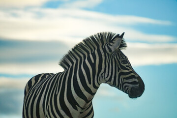 Plains zebra (Equus quagga) © Alberto Giron 