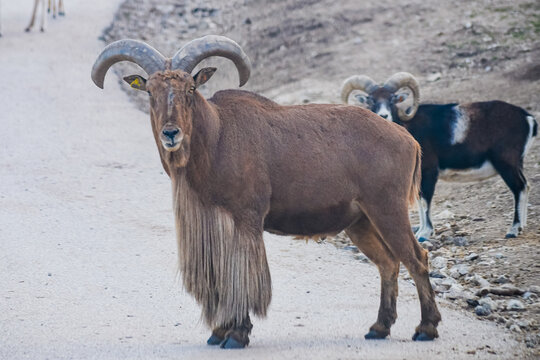 Barbary sheep (Ammotragus lervia)