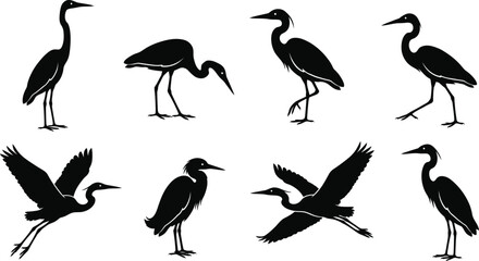 Naklejka premium Set of black silhouettes of herons and egrets in various standing and flying poses isolated on white