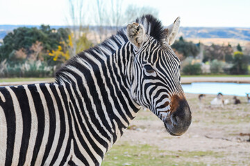 Plains zebra (Equus quagga) © Alberto Giron 
