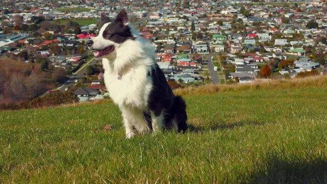 Enzo the border collie