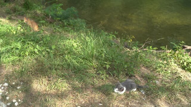 Two stray cats by the river enjoying nature