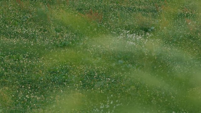 Close-up of grass leaves with a beautifully blurred grassland background
