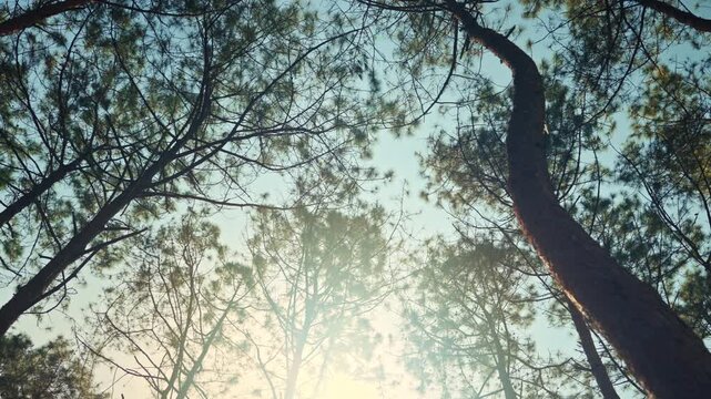 Low angle view looking up at tall pine trees with sunlight shining through forest, peaceful woodland scenery with blue sky, natural environment, wilderness, ecology and outdoor nature background