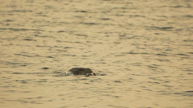 Loon bird water swimming and diving in the calm lake during golden hour for wildlife observation and nature lovers