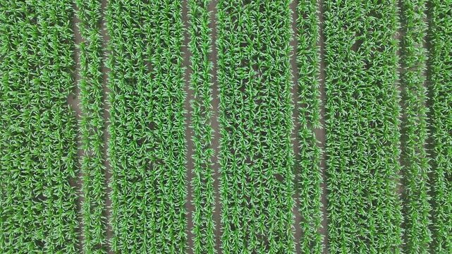 Aglio Bianco Piacentino grows in dense rows at Monticelli d'Ongina, Piacenza, Emilia-Romagna, Italy, across the Po Valley agricultural plain with precise planting patterns, top-down drone shot.
