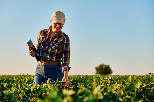 Woman farmer inspecting young soybean plants in a green field, using a tablet for agricultural analysis and crop management